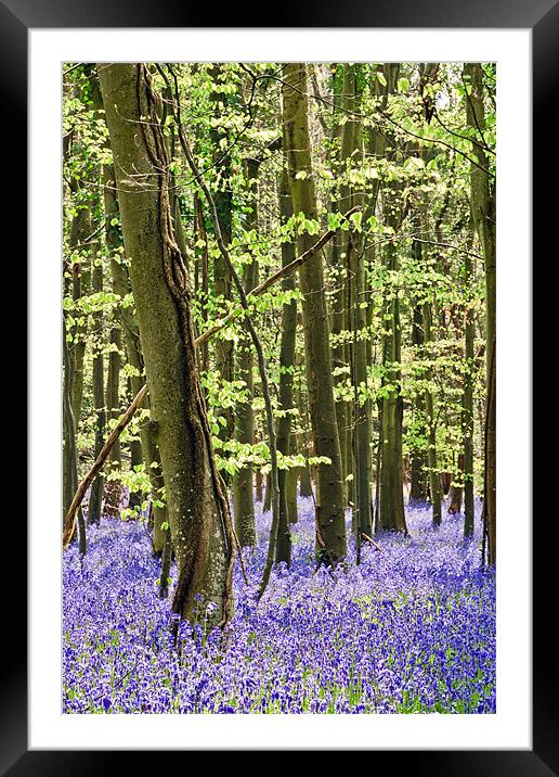 The Bluebell Wood Framed Mounted Print by Sharpimage NET