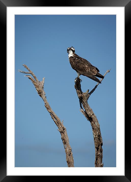 Osprey Framed Mounted Print by Sharpimage NET