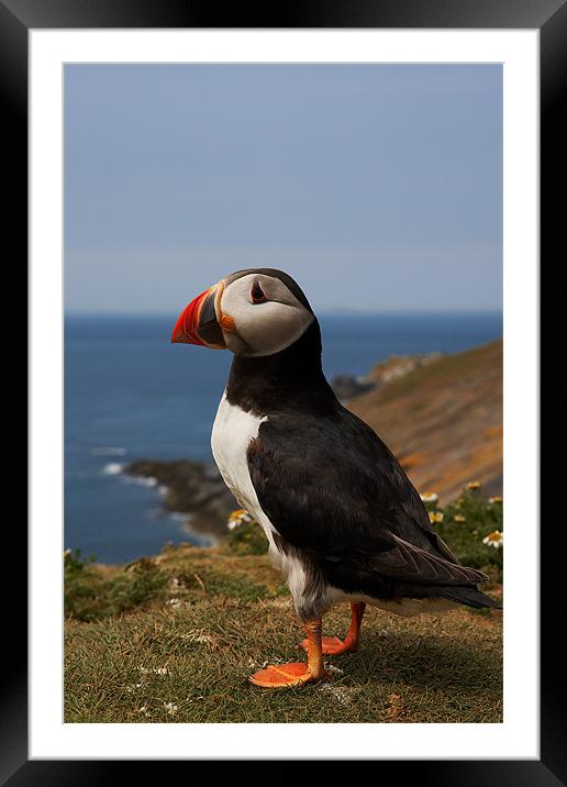 Puffin Framed Mounted Print by Sharpimage NET