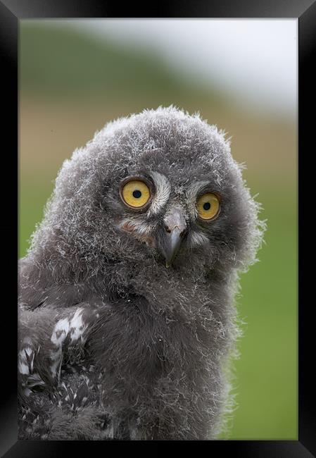 You looking at me! Framed Print by Sharpimage NET