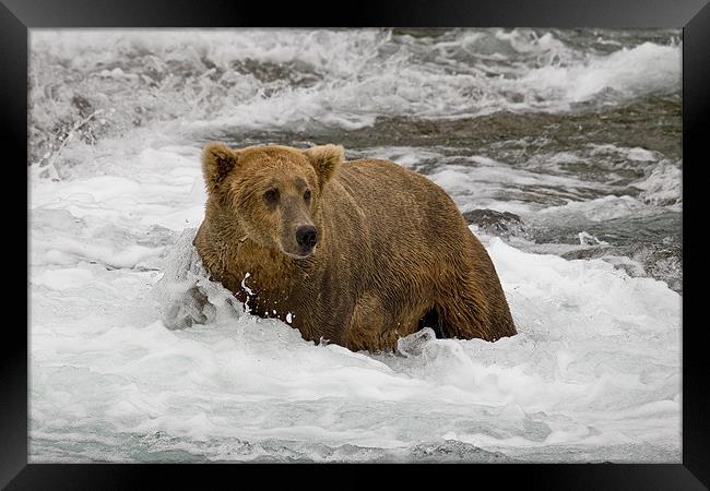 Grizzly Framed Print by Sharpimage NET