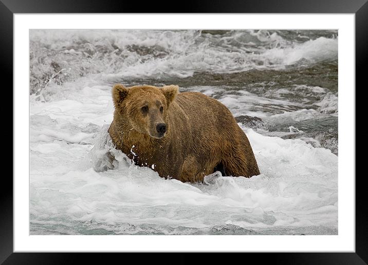 Grizzly Framed Mounted Print by Sharpimage NET