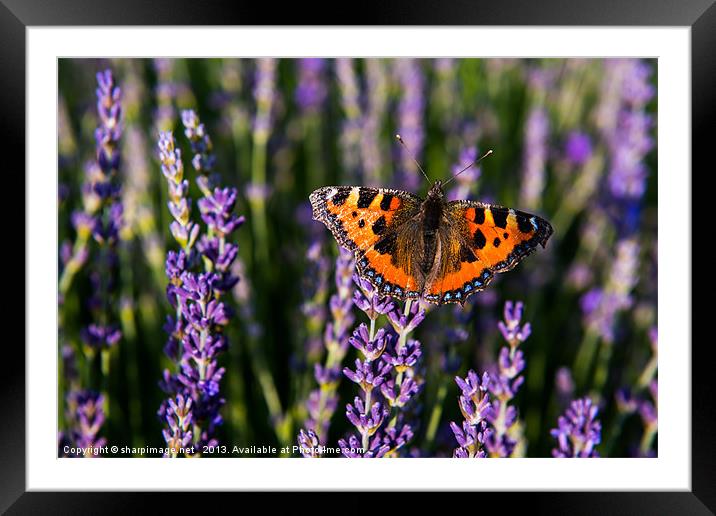 Butterfly on Lavender Framed Mounted Print by Sharpimage NET