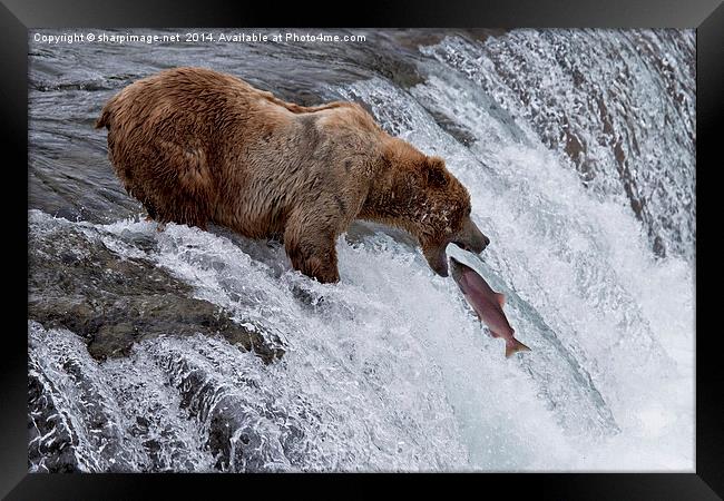 Selection of the fittest! Framed Print by Sharpimage NET