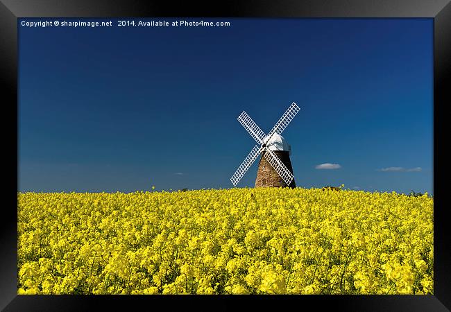 Halnaker Windmill Rapeseed 1 Framed Print by Sharpimage NET