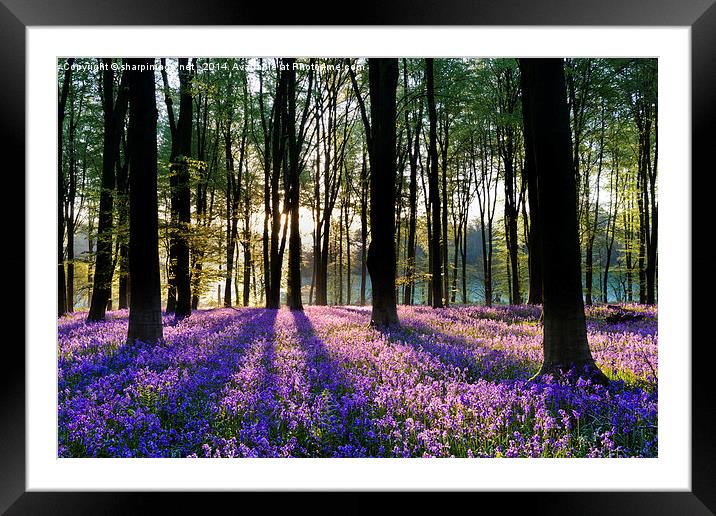 Bluebell Dawn - 2 Framed Mounted Print by Sharpimage NET