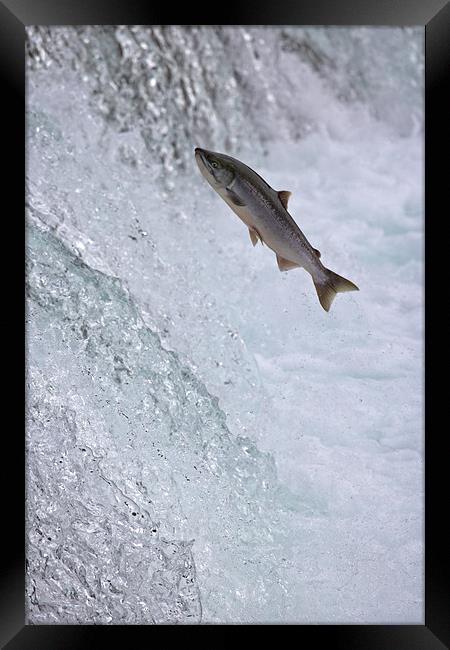 Salmon Leaping Brooks Falls, Alaska Framed Print by Sharpimage NET