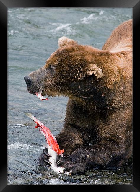 Large Bear eating Salmon on Brooks Falls Framed Print by Sharpimage NET