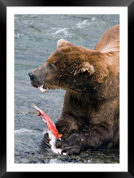Large Bear eating Salmon on Brooks Falls Framed Mounted Print by Sharpimage NET