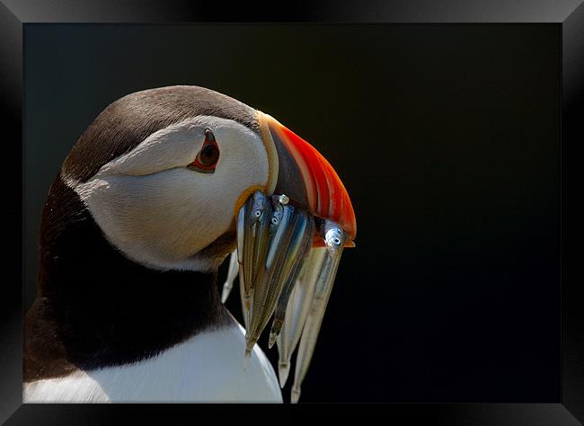 Puffin with Sand Eels Framed Print by Sharpimage NET