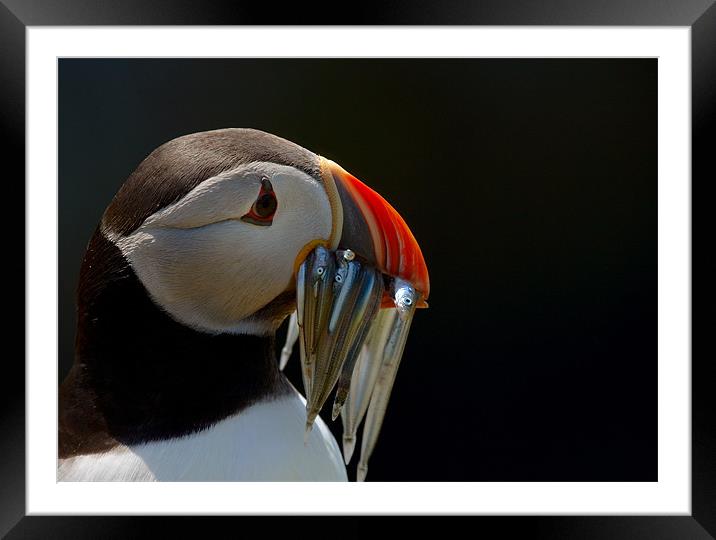 Puffin with Sand Eels Framed Mounted Print by Sharpimage NET