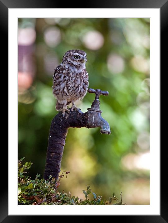 Little Owl (Athene noctua) Framed Mounted Print by Sharpimage NET