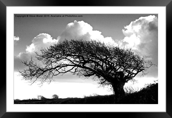  Windblown oak tree Framed Mounted Print by Steve Walsh