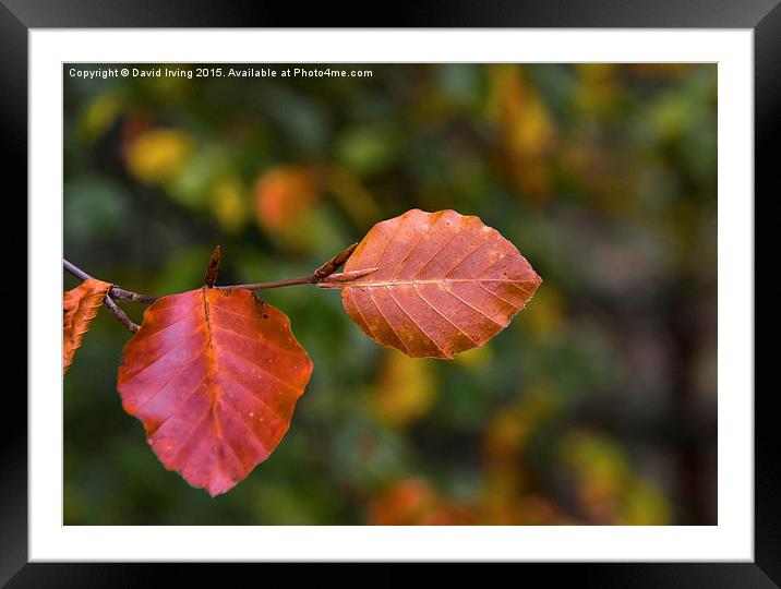  Beech leaves Framed Mounted Print by David Irving