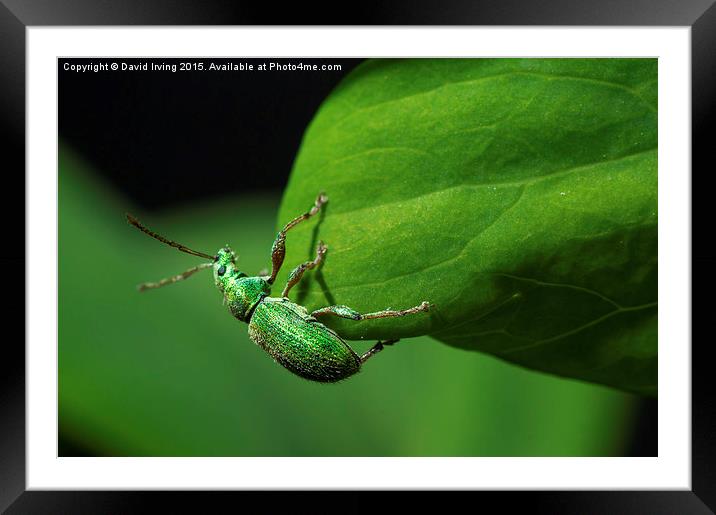  Small emerald beetle Framed Mounted Print by David Irving