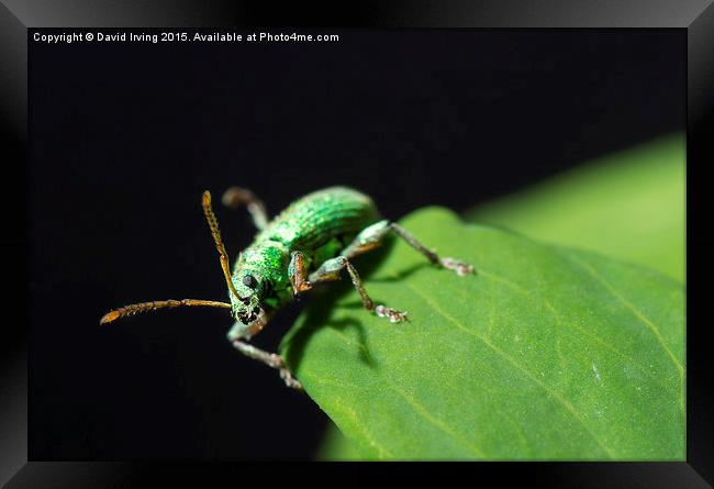  Close up of unidentified small emerald beetle Framed Print by David Irving