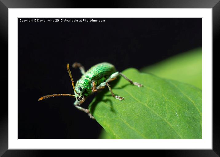  Close up of unidentified small emerald beetle Framed Mounted Print by David Irving