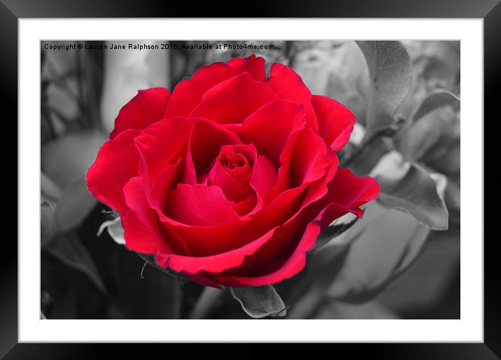  Red Rose Framed Mounted Print by Lauren Jane Ralphson