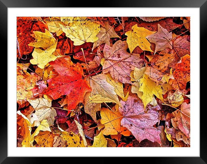 Autumn leaf color Framed Mounted Print by Alan Glicksman