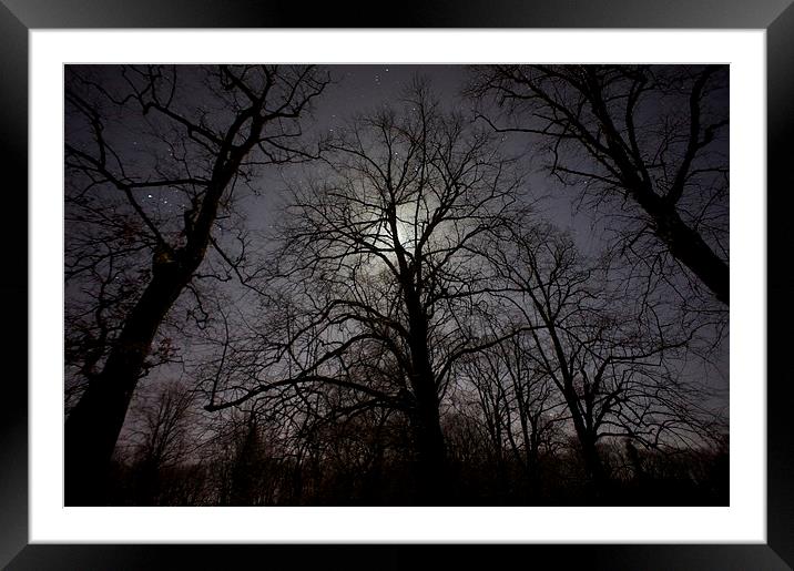  Moonlit Trees Framed Mounted Print by Steven McCarron