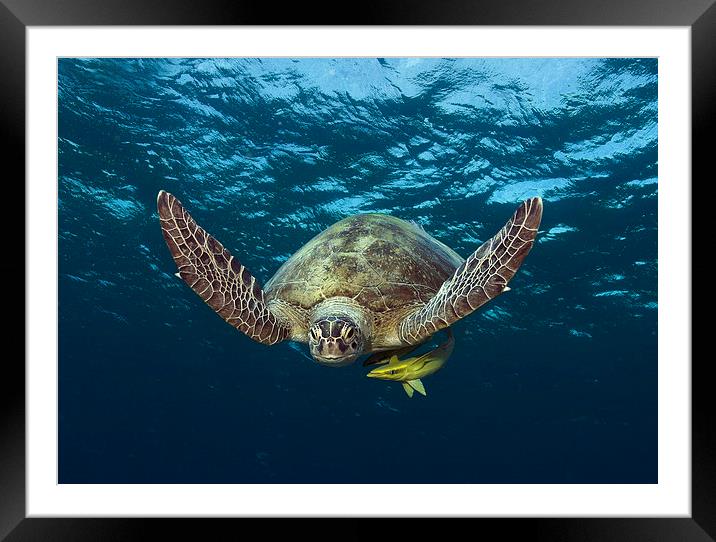  Green Turtle swimming in Red Sea Framed Mounted Print by Richard O'Meara
