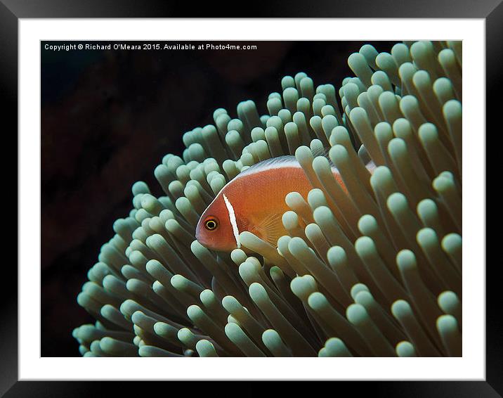 Pink Skunk Clownfish in anemone  Framed Mounted Print by Richard O'Meara