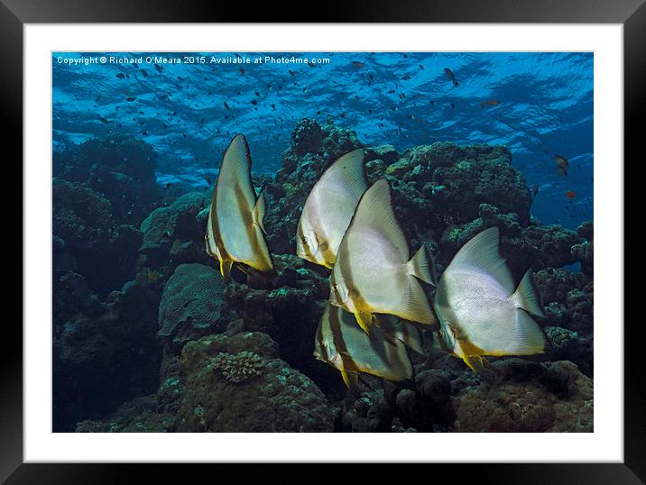 Longfin Batfish on Coral reef  Framed Mounted Print by Richard O'Meara