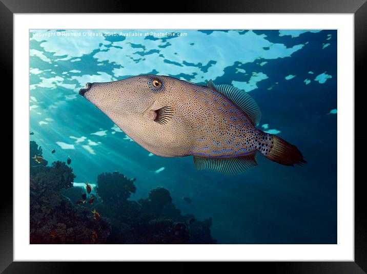 Scrawled filefish swimming over coral reef Framed Mounted Print by Richard O'Meara