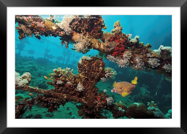 Yellow Boxfish on shipwreck Framed Mounted Print by Richard O'Meara