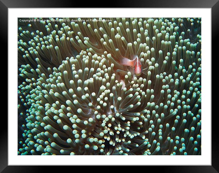 Sea Anemone with Pink Skunk Clownfish  Framed Mounted Print by Richard O'Meara