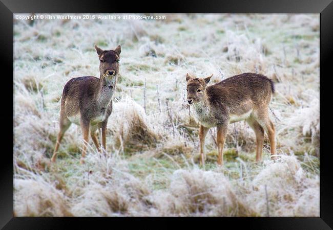  baby deer, first frost Framed Print by Kish Woolmore