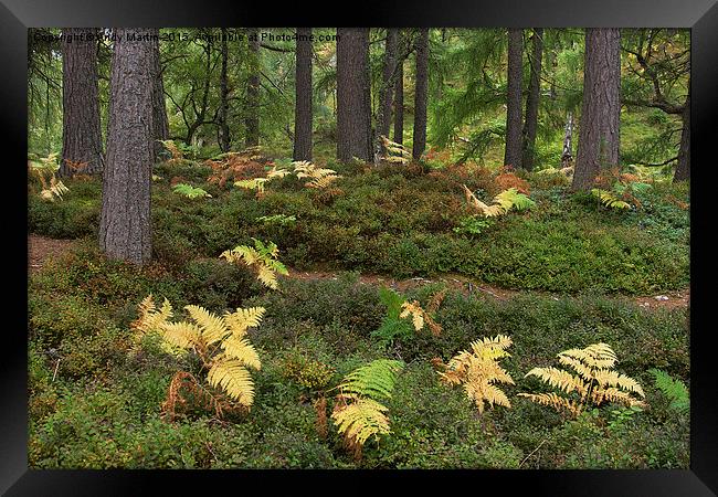  Highland Forest ferns Framed Print by Andy Martin