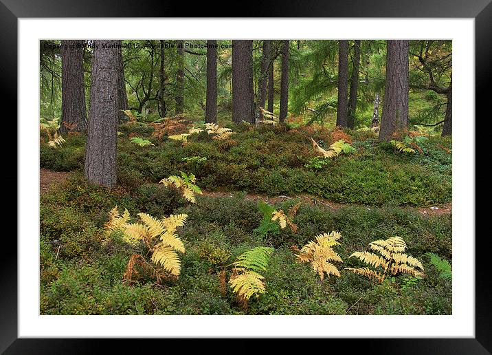  Highland Forest ferns Framed Mounted Print by Andy Martin