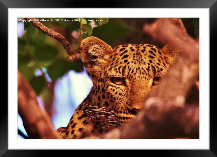  Leopard up in Tree - Matthew Hill Framed Mounted Print by Matthew Hill