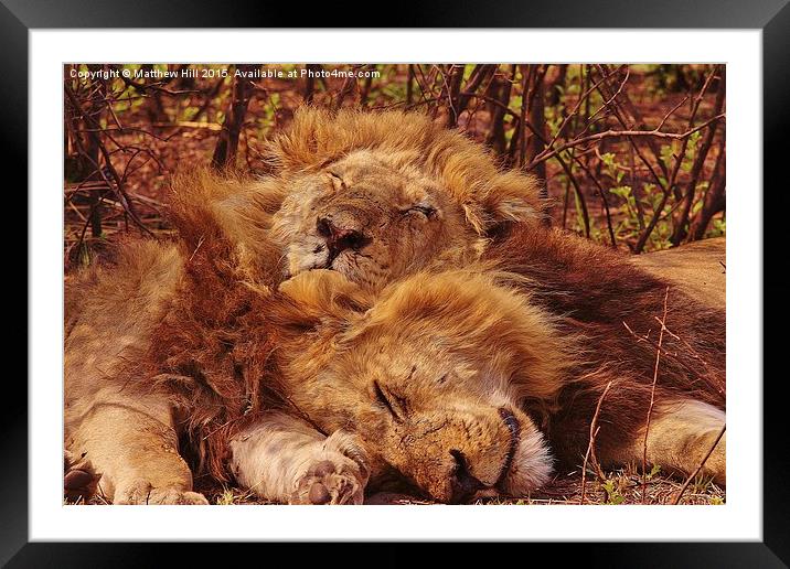 Sleeping Lions - Matthew Hill Framed Mounted Print by Matthew Hill