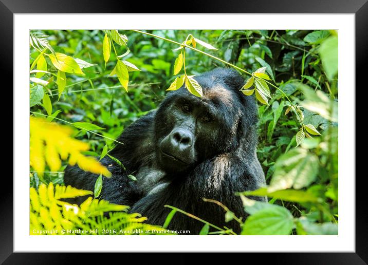 Peering through the leaves Framed Mounted Print by Matthew Hill