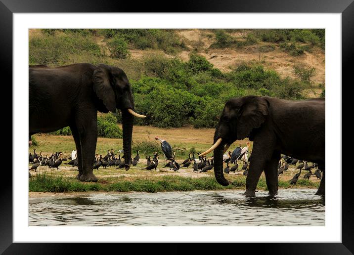 Elephant fighting ground Framed Mounted Print by Matthew Hill