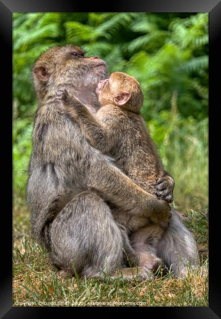 A monkey sitting on the grass Framed Print by David Smith