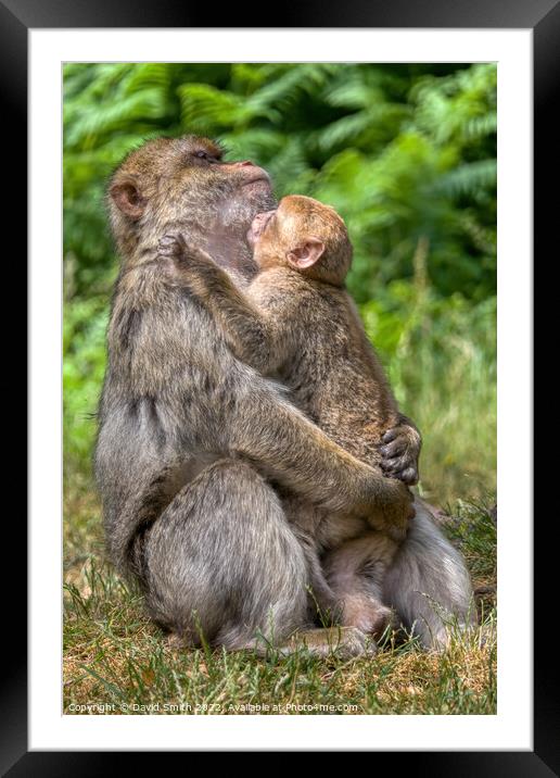 A monkey sitting on the grass Framed Mounted Print by David Smith
