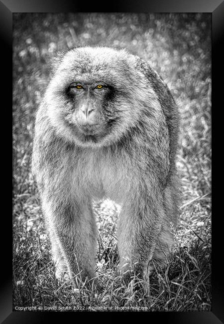 A monkey that is standing in the grass Framed Print by David Smith