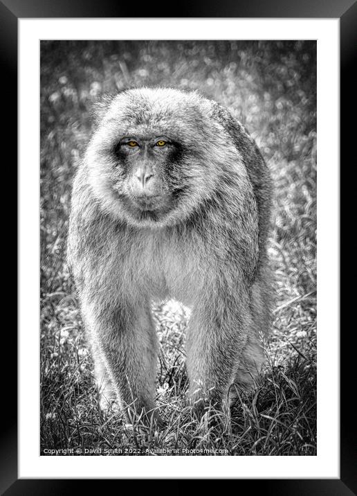 A monkey that is standing in the grass Framed Mounted Print by David Smith