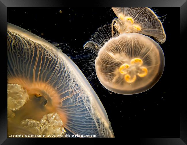 Jellyfish longbeach aquarium Framed Print by David Smith