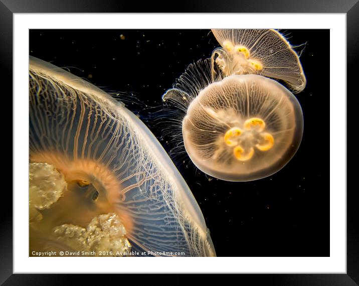 Jellyfish longbeach aquarium Framed Mounted Print by David Smith