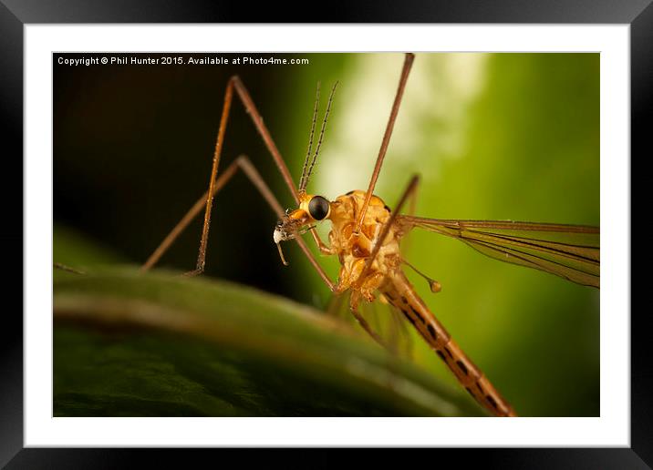  Crane Fly Framed Mounted Print by Phil Hunter