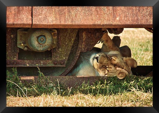  Lion on the Lines Framed Print by Eamon Fitzpatrick