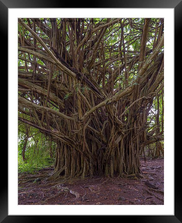  Banyan tree in the Hawaiian Rainforest Framed Mounted Print by Nigel Higson
