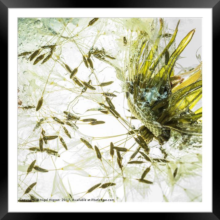 Dandelion releasing seeds Framed Mounted Print by Nigel Higson