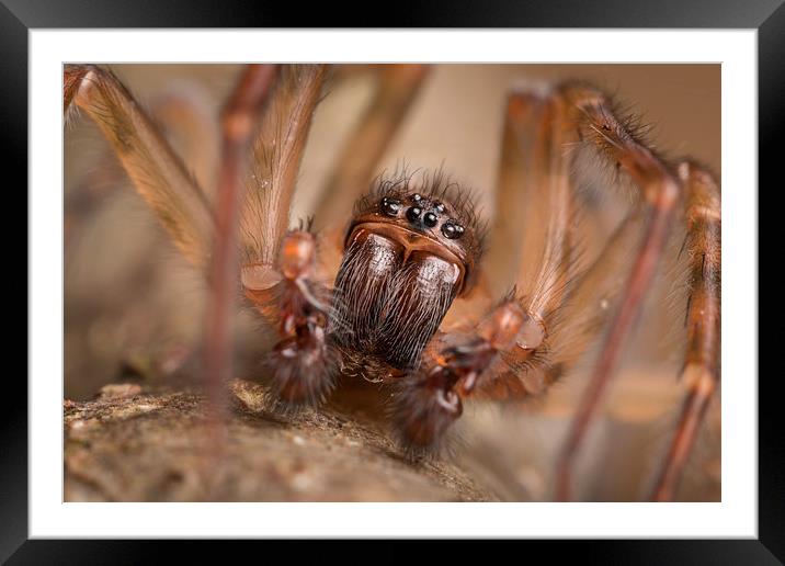  British Spider Framed Mounted Print by Paul Iddon