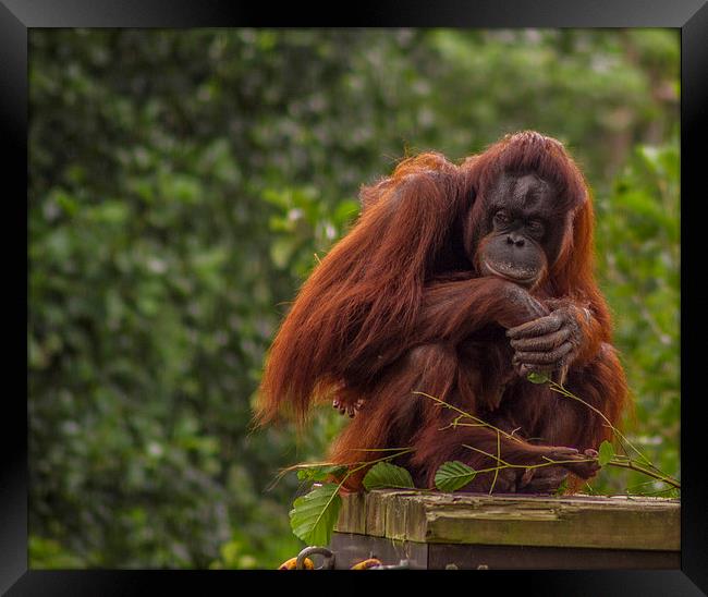  Pondering Primate Framed Print by andy toby