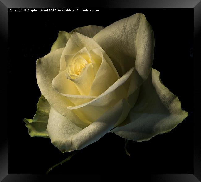  THE ROSE Framed Print by Stephen Ward